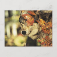 Lobo (Canis lupus), tiro na cabeça, com cores de o