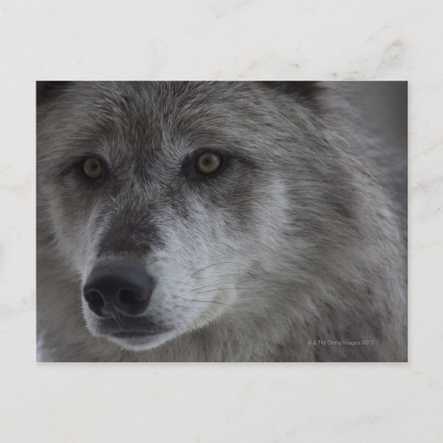 Cartão Postal Lobo (Canus lupus) da Nacional Yellowstone (Frente)