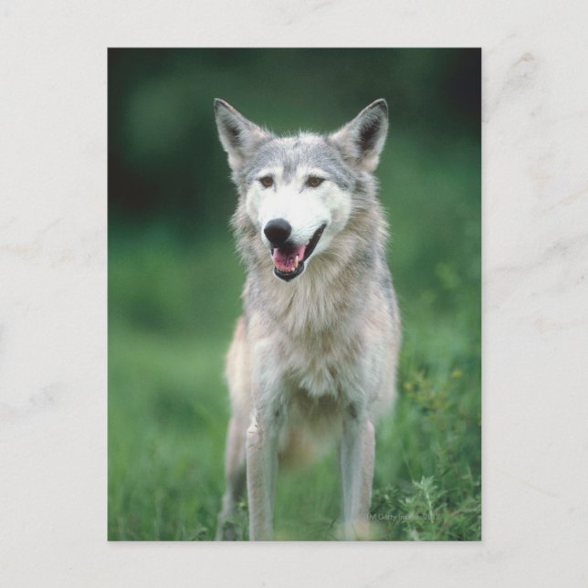 Cartão Postal lobo cinza 2 (Frente)