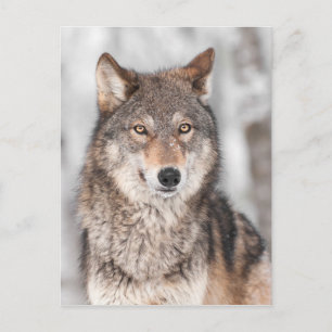 Cartão Postal Lobo-cinza (Canis lupus) com uma orelha atrás