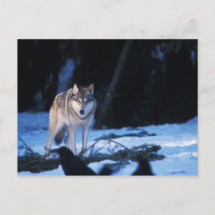 Cartão Postal Lobo-cinza, Canis lupus, nos pés dos 3