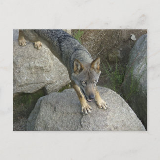 Cartão Postal Lobo-cinza europeu