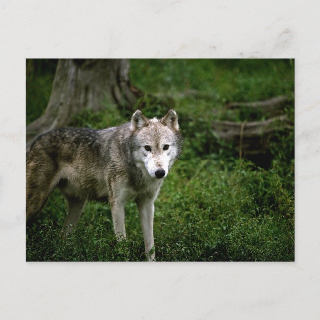 Cartão Postal lobo-cinza, lobo (Frente)
