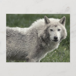 Cartão Postal Lobo cinzento