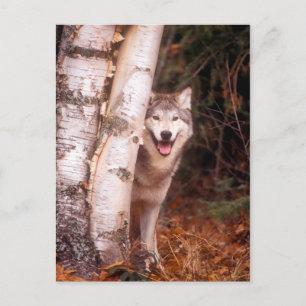 Cartão Postal Lobo Cinzento Atrás de uma Árvore
