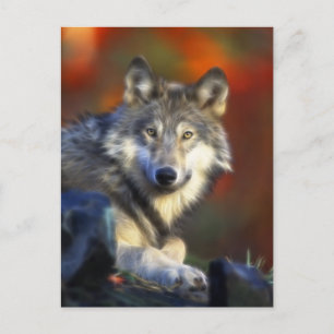 Cartão Postal Lobo cinzento, fotografia de Digitas da espécie e