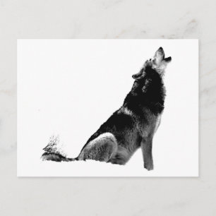Cartão Postal Lobo-de-Howling Branco-Preto