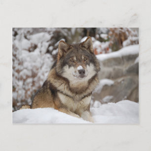 Cartão Postal Lobo de inverno