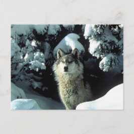 Cartão Postal Lobo de Madeira Norte-Americano em Neve