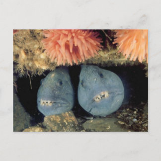 Cartão Postal Lobo-do-atlântico