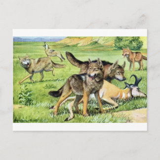 Cartão Postal lobo e coiote