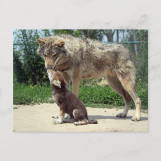 Cartão Postal lobo e filhote