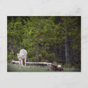 Cartão Postal Lobo em Yellowstone