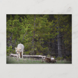 Cartão Postal Lobo em Yellowstone