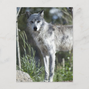Cartão Postal Lobo em Yellowstone