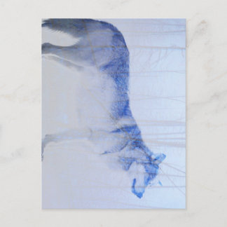 Cartão Postal Lobo expor