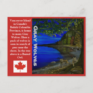 Cartão Postal Lobo! Lobos cinzas e Coruja Barred.