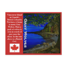 Lobo! Lobos Cinzentos e Coruja-listrada.