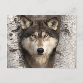 Cartão Postal Lobo-madeira de Jim Zuckerman