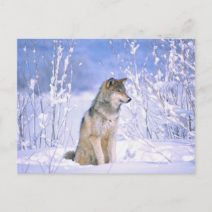 Cartão Postal Lobo-Madeira sentado na neve, Canis lupus,