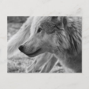Cartão Postal Lobo Negro e Branco