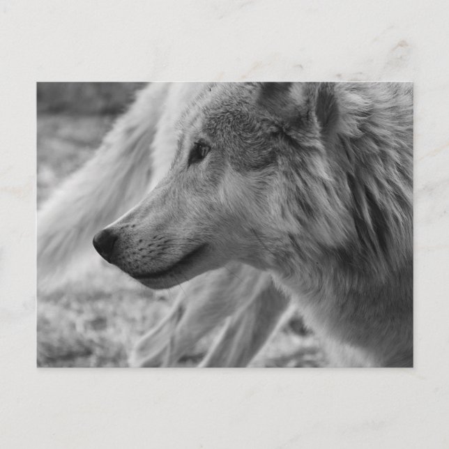 Cartão Postal Lobo Negro e Branco (Frente)