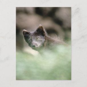 Cartão Postal Lobo Negro Pequeno