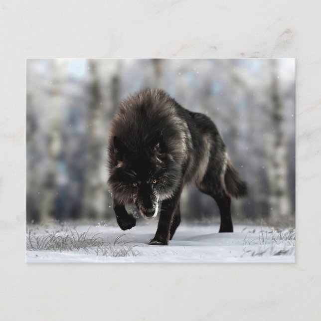 Cartão Postal Lobo negro zangado (Frente)