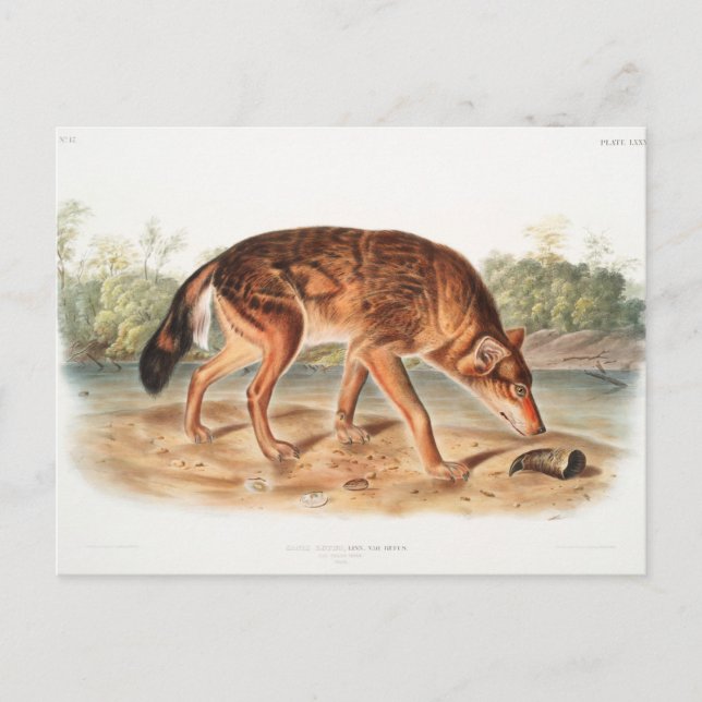 Cartão Postal Lobo Texano Vermelho por John Woodhouse Audubon (Frente)