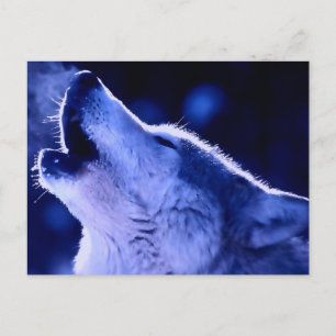Cartão Postal Lobo Uivando