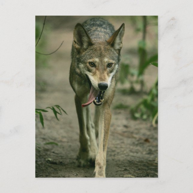 Cartão Postal Lobo Vermelho (Frente)
