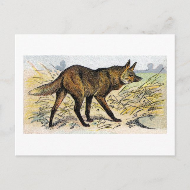 Cartão Postal Lobo Vermelho (Frente)
