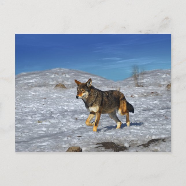 Cartão Postal Lobo Vermelho fevereiro de 2011 (Frente)