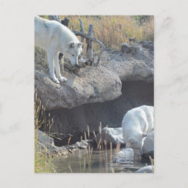 Cartão Postal Lobos Animais Paz Parque Natural