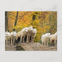 Lobos Brancos do Alasca na floresta