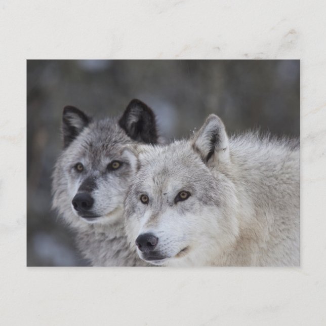Cartão Postal Lobos (Canus lupus) | West Yellowstone (Frente)