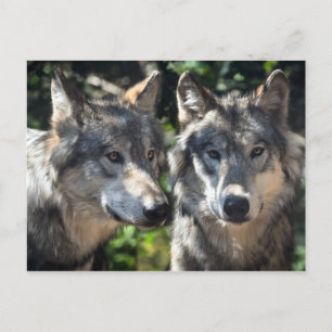 Cartão Postal Lobos cinzas na Natureza