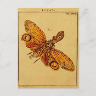 Cartão Postal Locusta