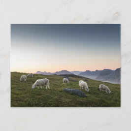 Cartão Postal Lofoten Islands Sheep Landscape Photo