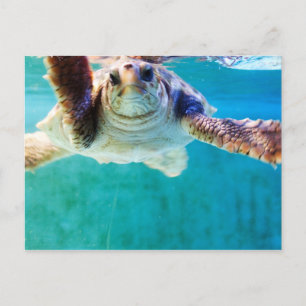 Cartão postal Loggerhead nº 4