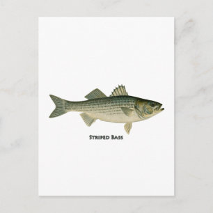 Cartão Postal Logotipo de Bass Striped