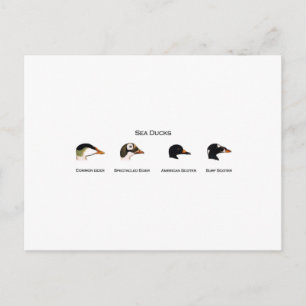 Cartão Postal Logotipo de Patos do Mar (com título)