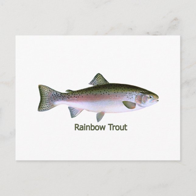 Cartão Postal Logotipo de pesca de truta arco-íris (Frente)