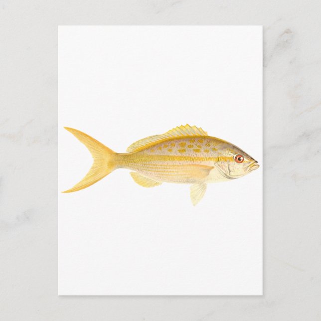 Cartão Postal Logotipo do Snapper Yellowtail (Frente)