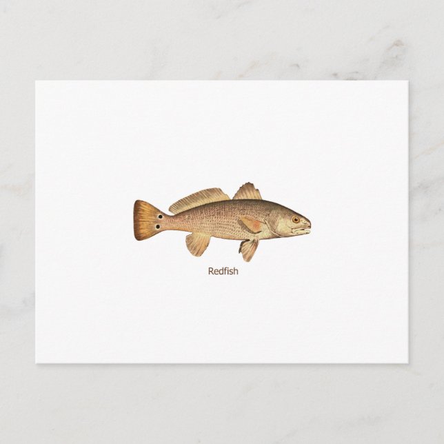 Cartão Postal Logotipo para Redfish (Frente)
