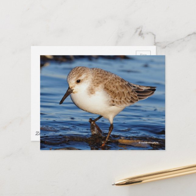 Cartão Postal Lojas de Wintry do Sanderling Cute (Frente/Verso In Situ)