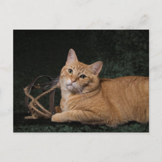 Cartão Postal Loki com trenó