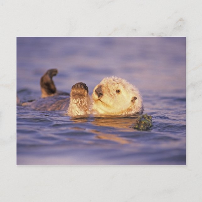 Cartão Postal Londras Marinhas, Enhydra lutris (Frente)