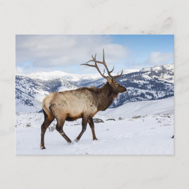 Cartão Postal Lone Bull Elk | Parque Nacional Yellowstone (Frente)