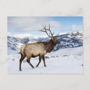 Cartão Postal Lone Bull Elk Parque Nacional Yellowstone